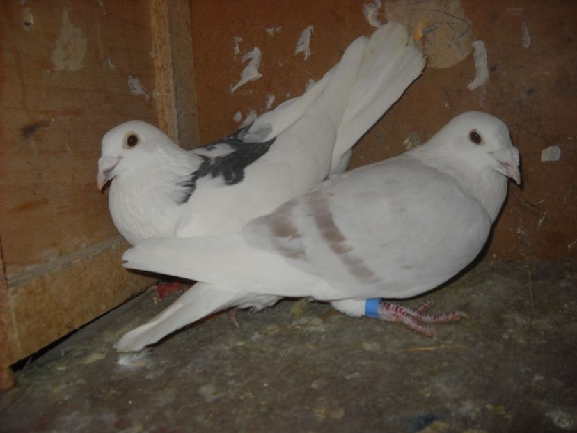  - PORUMBEI VANDUTI 2