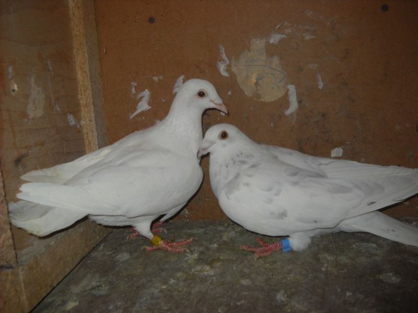  - PORUMBEI VANDUTI 2