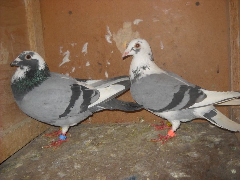  - UNDEVA IN SUCEAVA arhiva