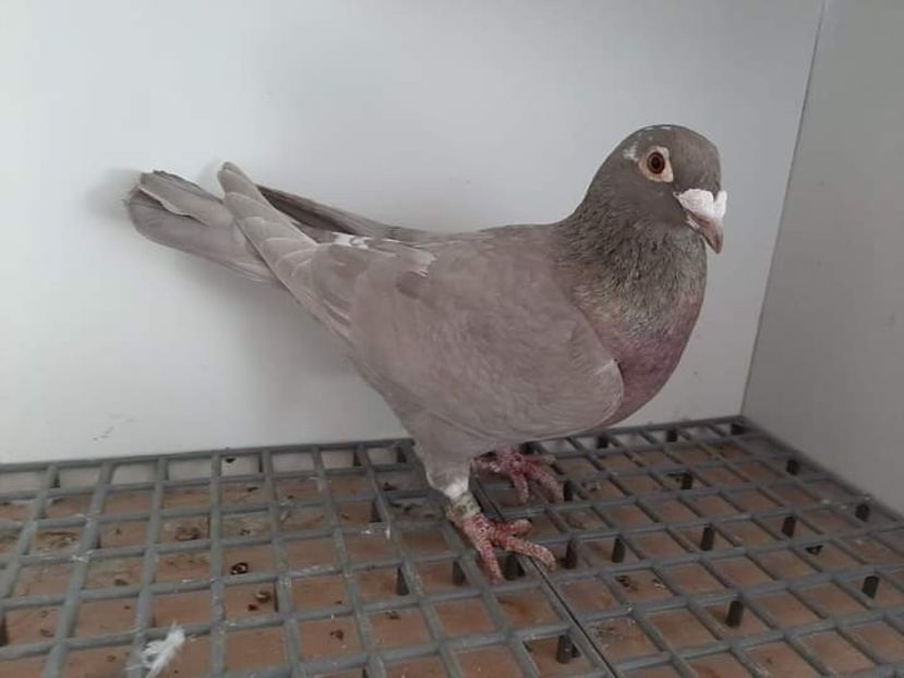  - Nu îmi aparțin 3