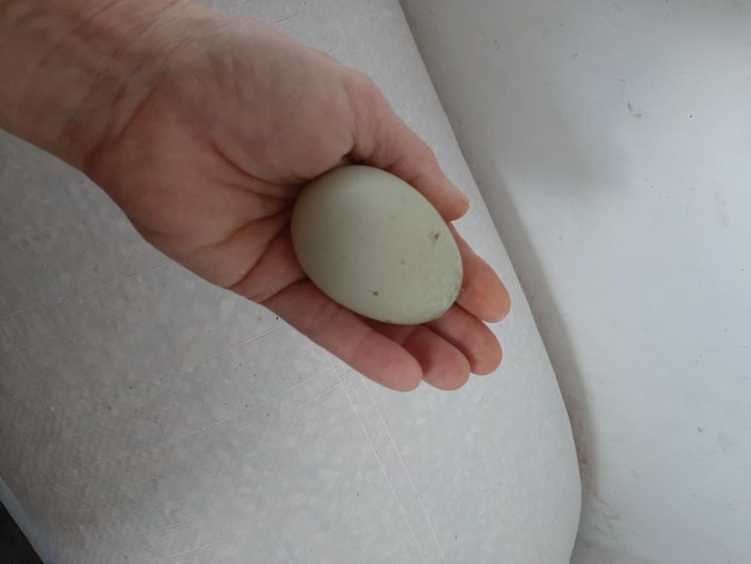 Cayuga - primul ou. - Rațe Cayuga - Aylesbury