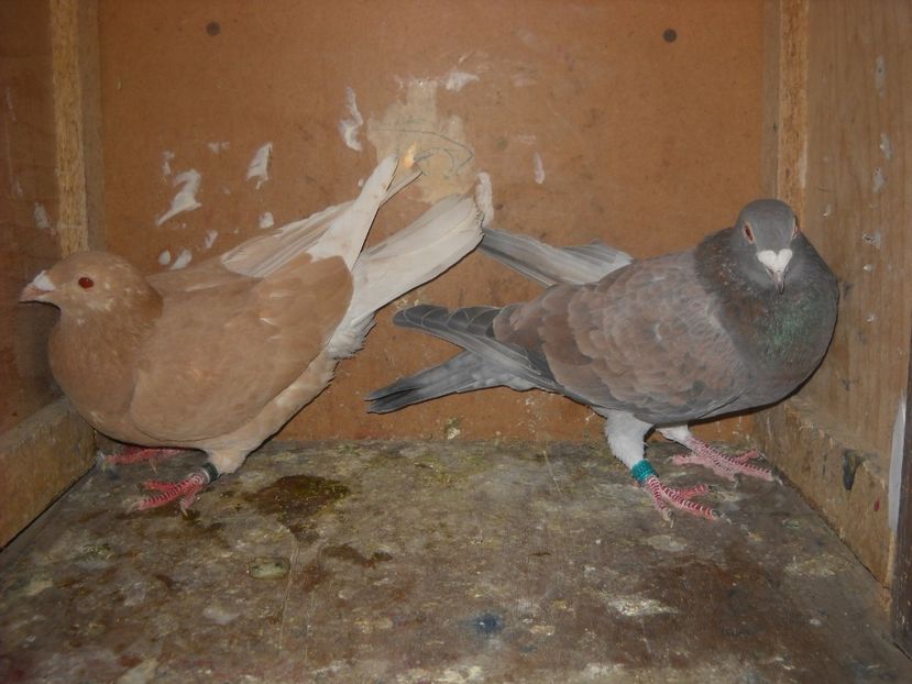  - PORUMBEI VANDUTI 2