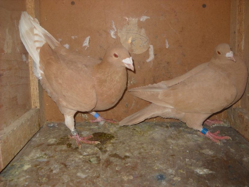  - UNDEVA IN SUCEAVA arhiva