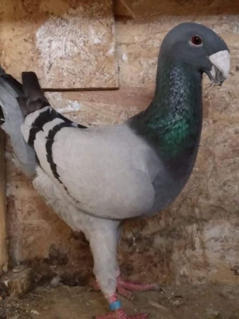 23887B33-A015-4C7B-871E-2083EAE942A2 - Masculi2022