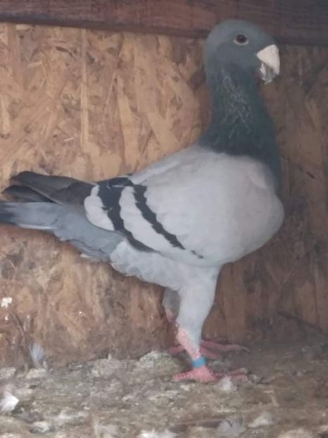 F2C7790E-ABCD-4200-A53F-1CC11AFB2363 - Masculi2022