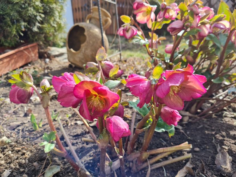 Benotta - 2022_Helleborus