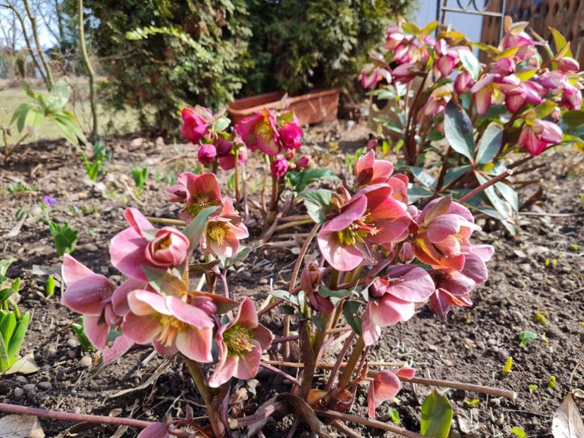 Merlin - 2022_Helleborus