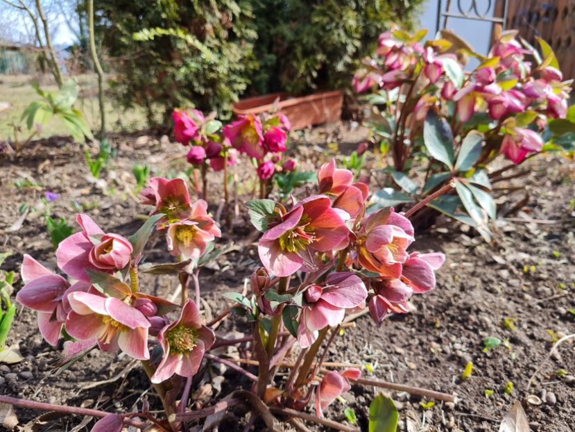 Merlin - 2022_Helleborus