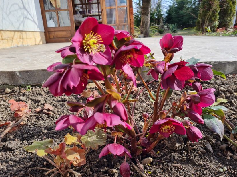 Ice N Roses Red - 2022_Helleborus