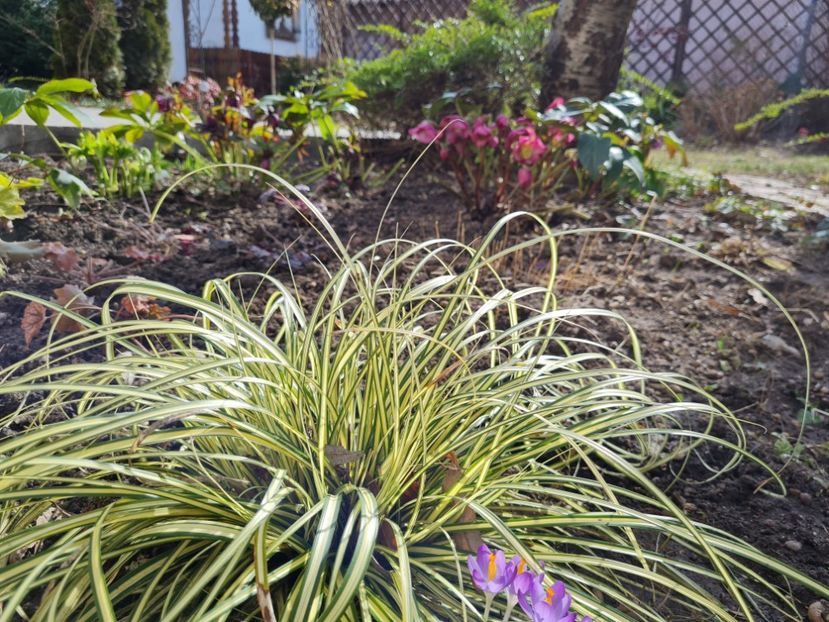 Carex - 2022_Helleborus