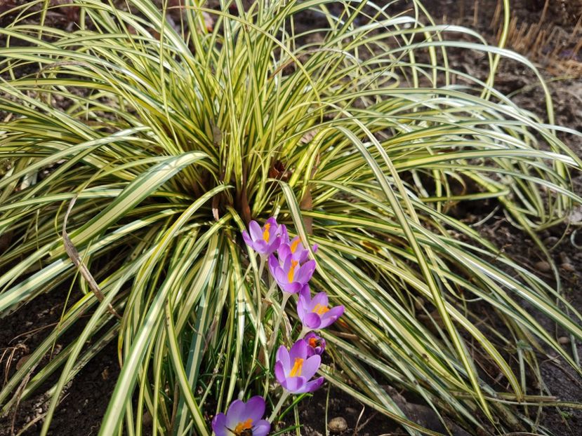 Crocus Bar's Purple - 2022_Helleborus