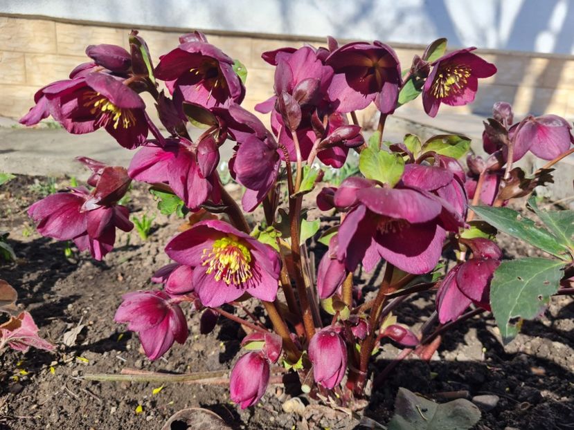 Ice N Roses Red - 2022_Helleborus