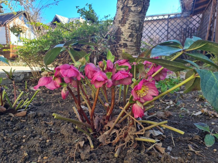 Ice N Roses Pink - 2022_Helleborus