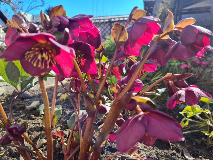  - 2022_Helleborus