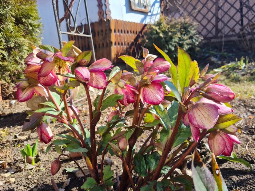  - 2022_Helleborus