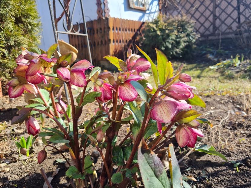  - 2022_Helleborus