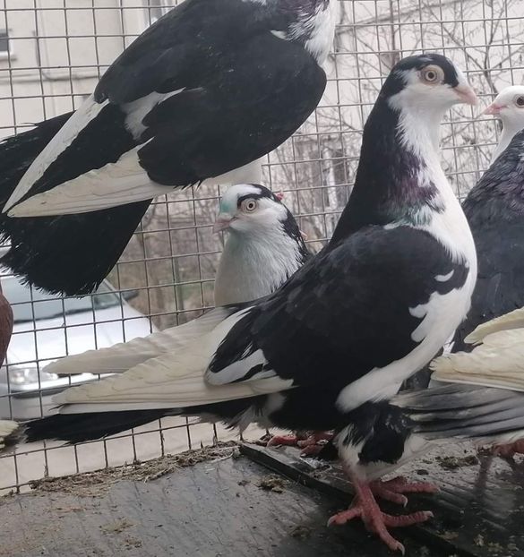  - Porumbei care mi-au aparținut 2