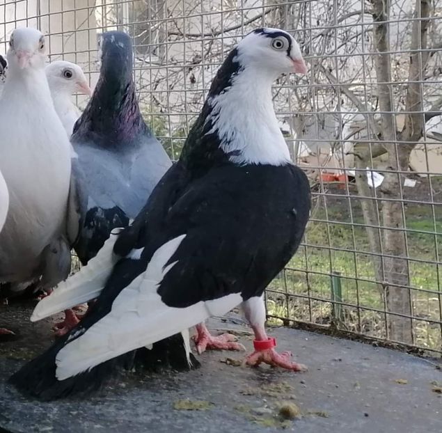  - Porumbei care mi-au aparținut 2
