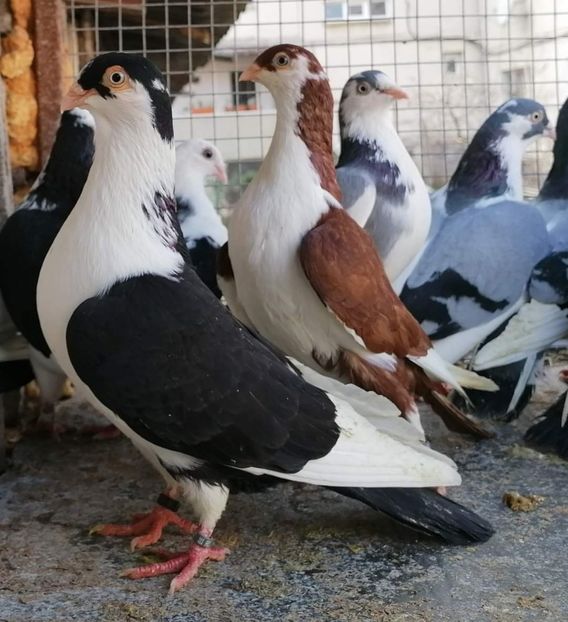  - Porumbei care mi-au aparținut 2