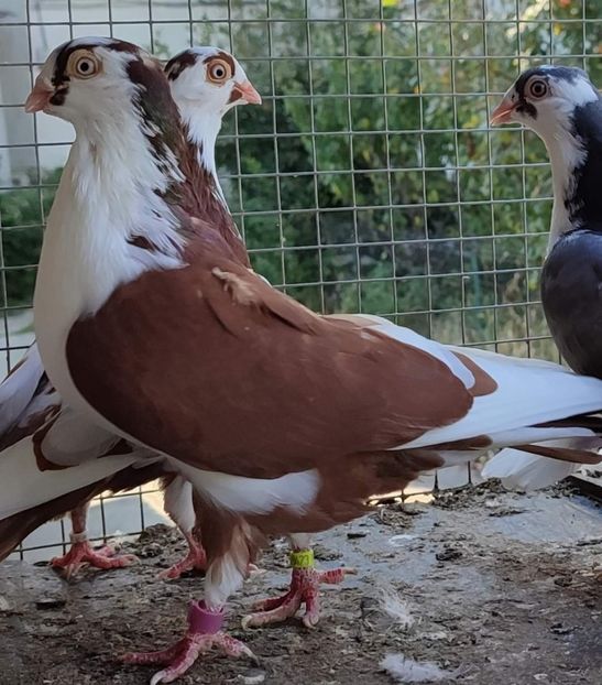  - Porumbei care mi-au aparținut 2