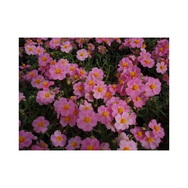 helianthemum-nummularium-lawrenson-s-pink - Noutati 2022