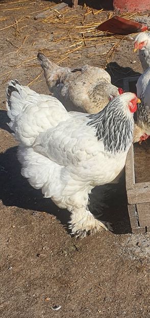  - brahma herminat deschis