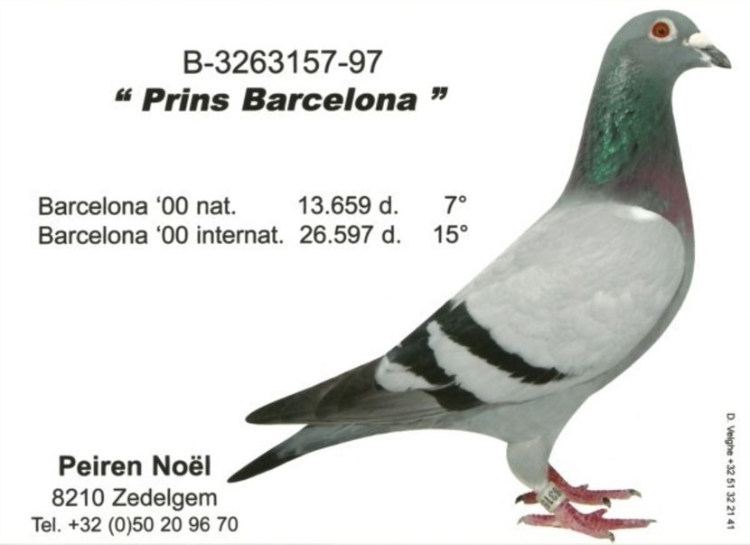 prinsbarcelona - ARMIN - Noel Peiren by Armin Schmidt inteelt BARCELONA 5 X DOCHTER APOLLO semifrate 35 int Marseille