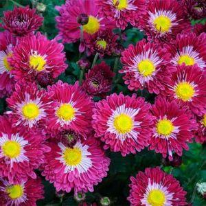 margareta-koreana_1 - Crini 2023