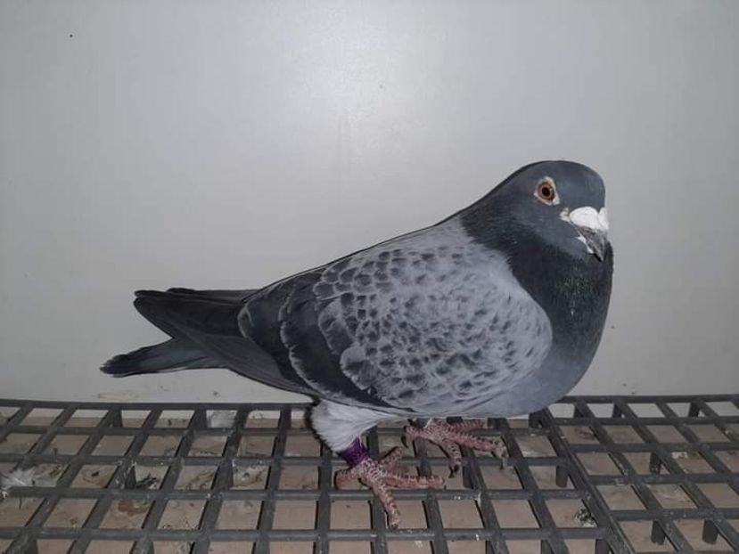  - Nu îmi aparțin 3