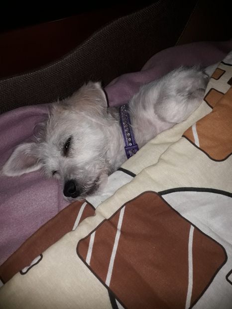  - Bella