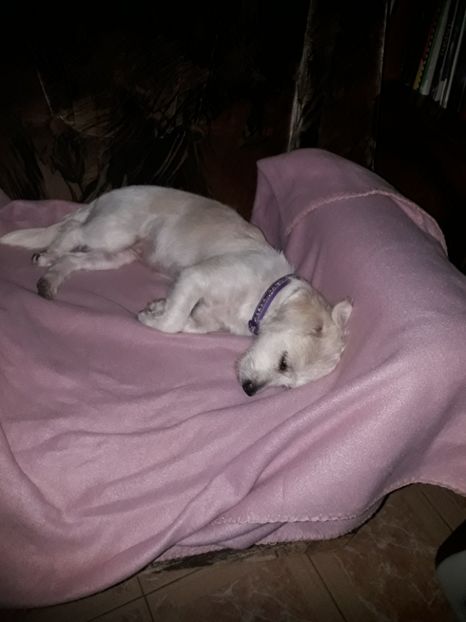  - Bella