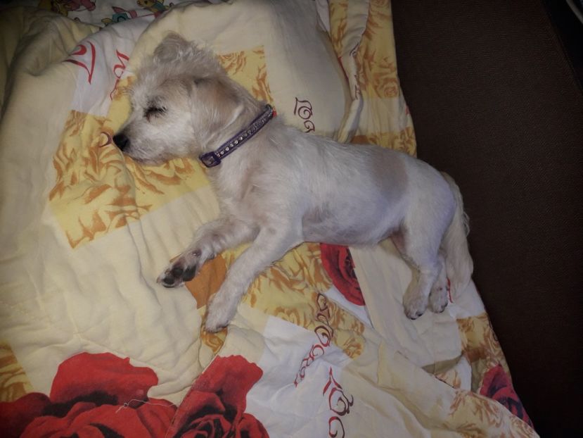  - Bella