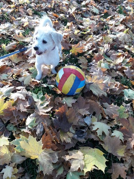  - Bella