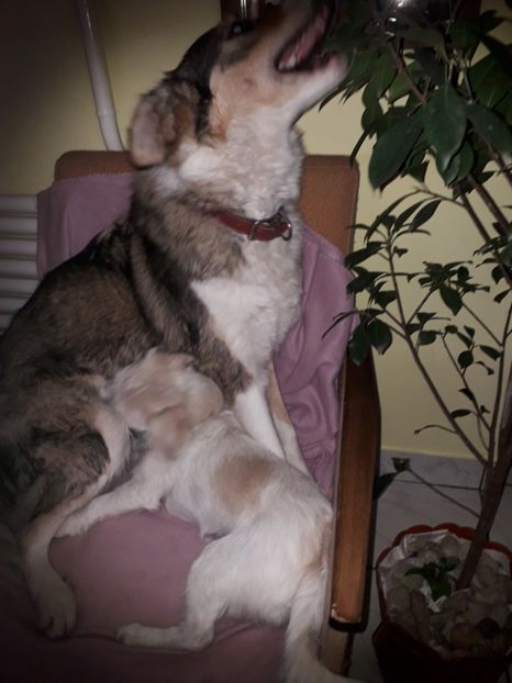  - Bella
