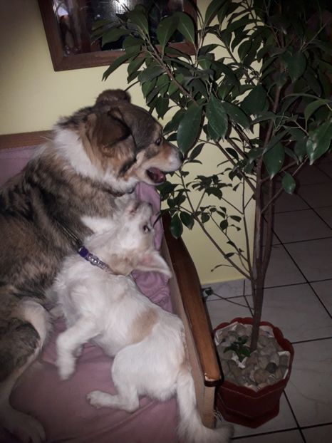  - Bella