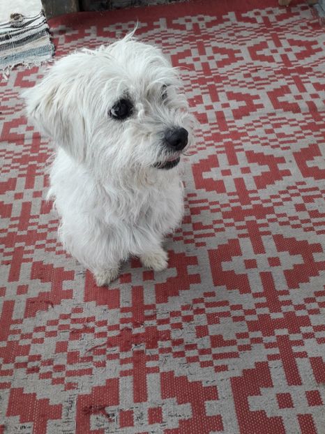  - Bella