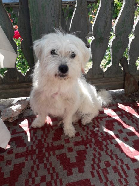  - Bella