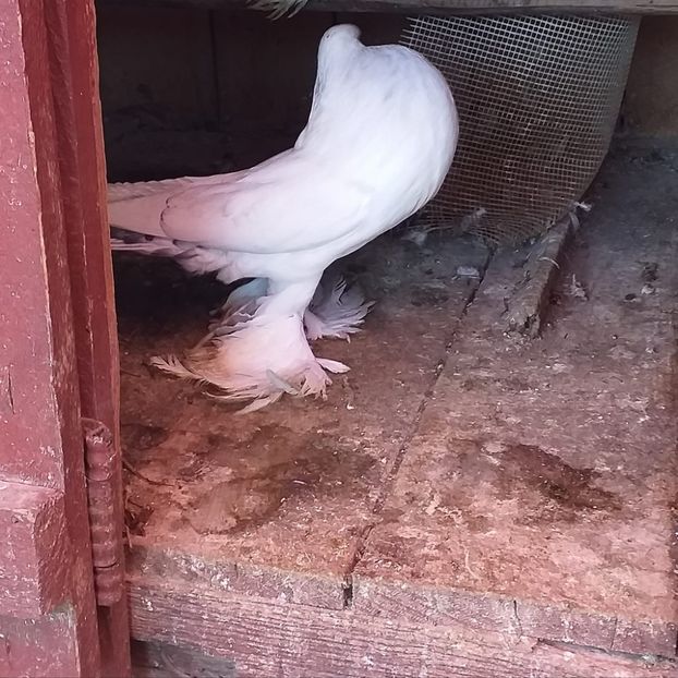 Donat lui Andrei Drăgoi - Porumbei VÂNDUȚI