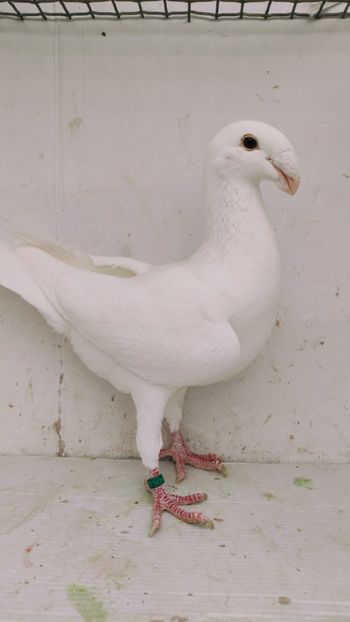 F 2019 - Por voiajor germani simi