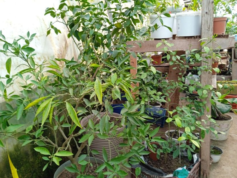 Mandarin Satsuma și altele - Plante 2022