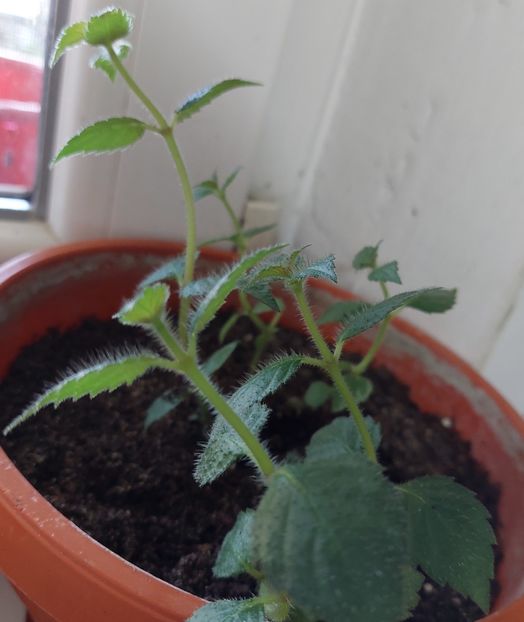 HIMALAYAN SUNRISE - AAA Achimenes 2022