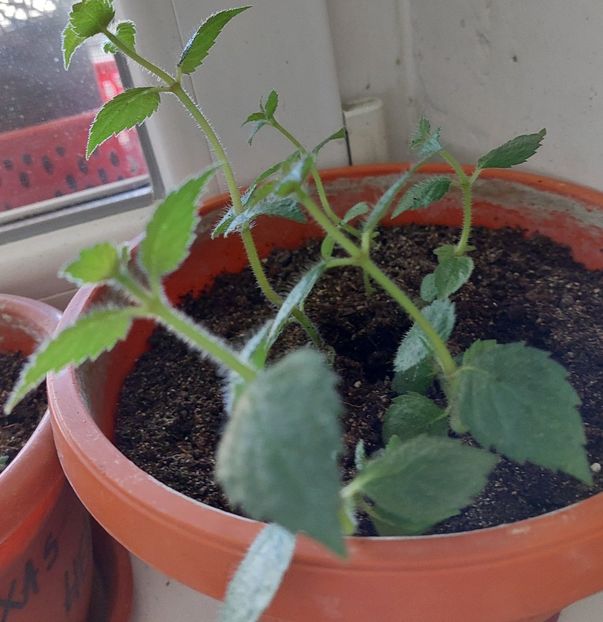 HIMALAYAN SUNRISE - AAA Achimenes 2022