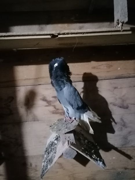  - maria stuar albastrii