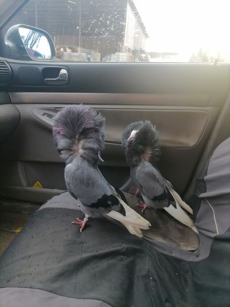  - maria stuar albastrii