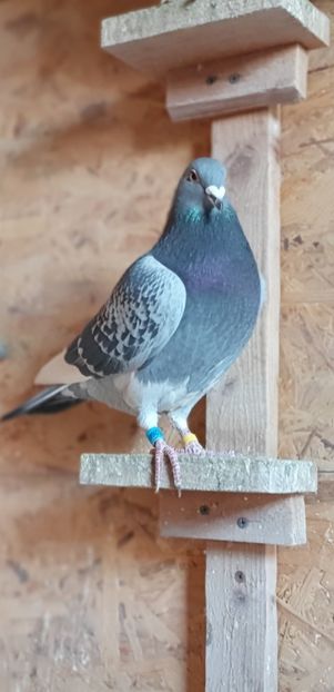 409 Fiu Bijou+iZi - Cpl 3