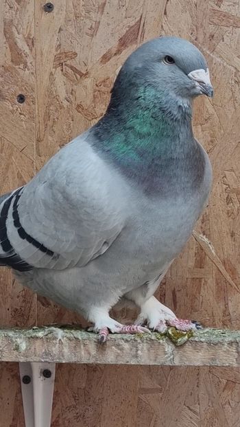 M2021 - 2022 Porumbei