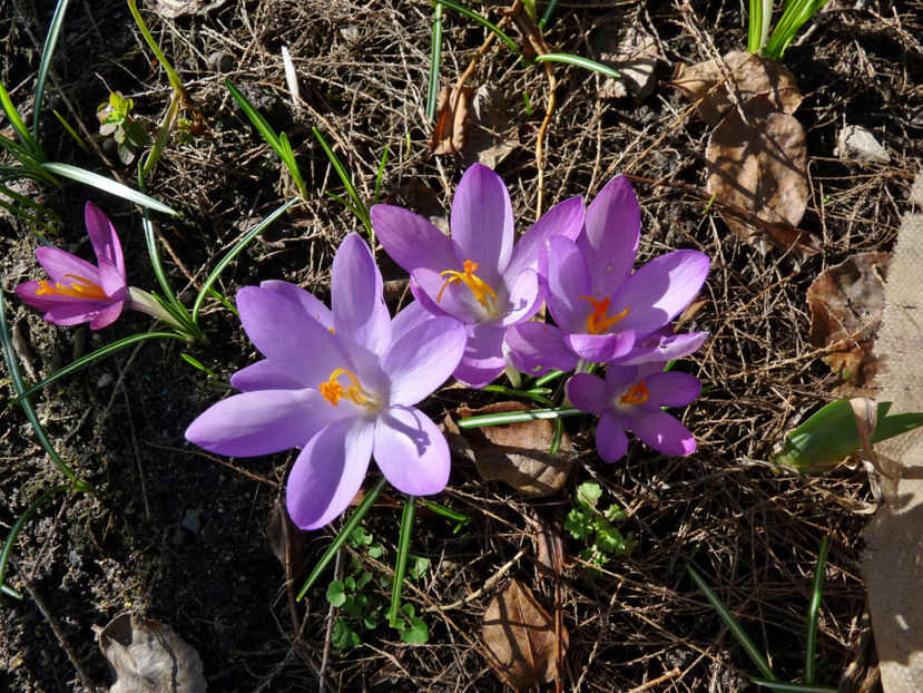  - Crocusi - Branduse