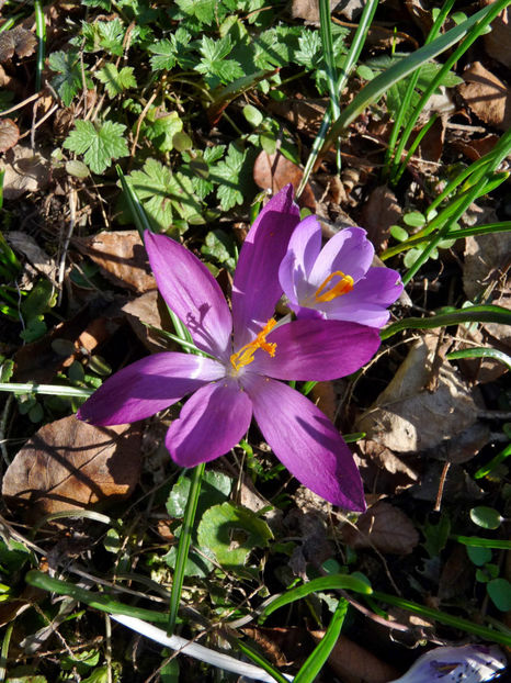  - Crocusi - Branduse