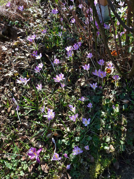  - Crocusi - Branduse