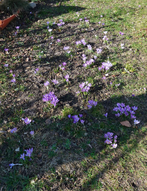  - Crocusi - Branduse